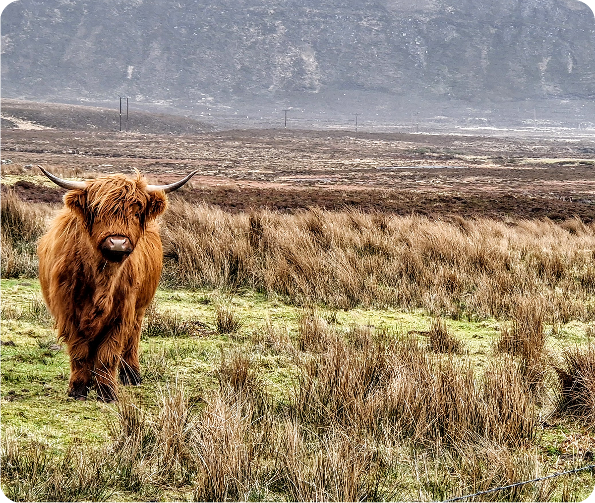 Highland cow standing in open moorland with hills in the background.